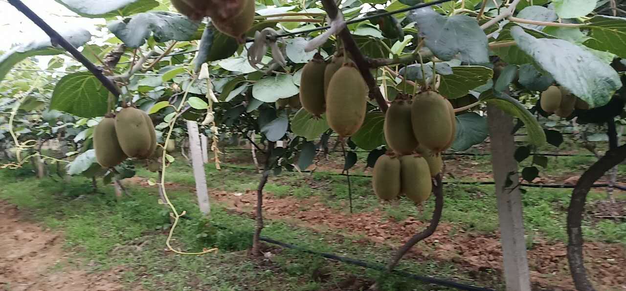獼猴桃使用益生源肥